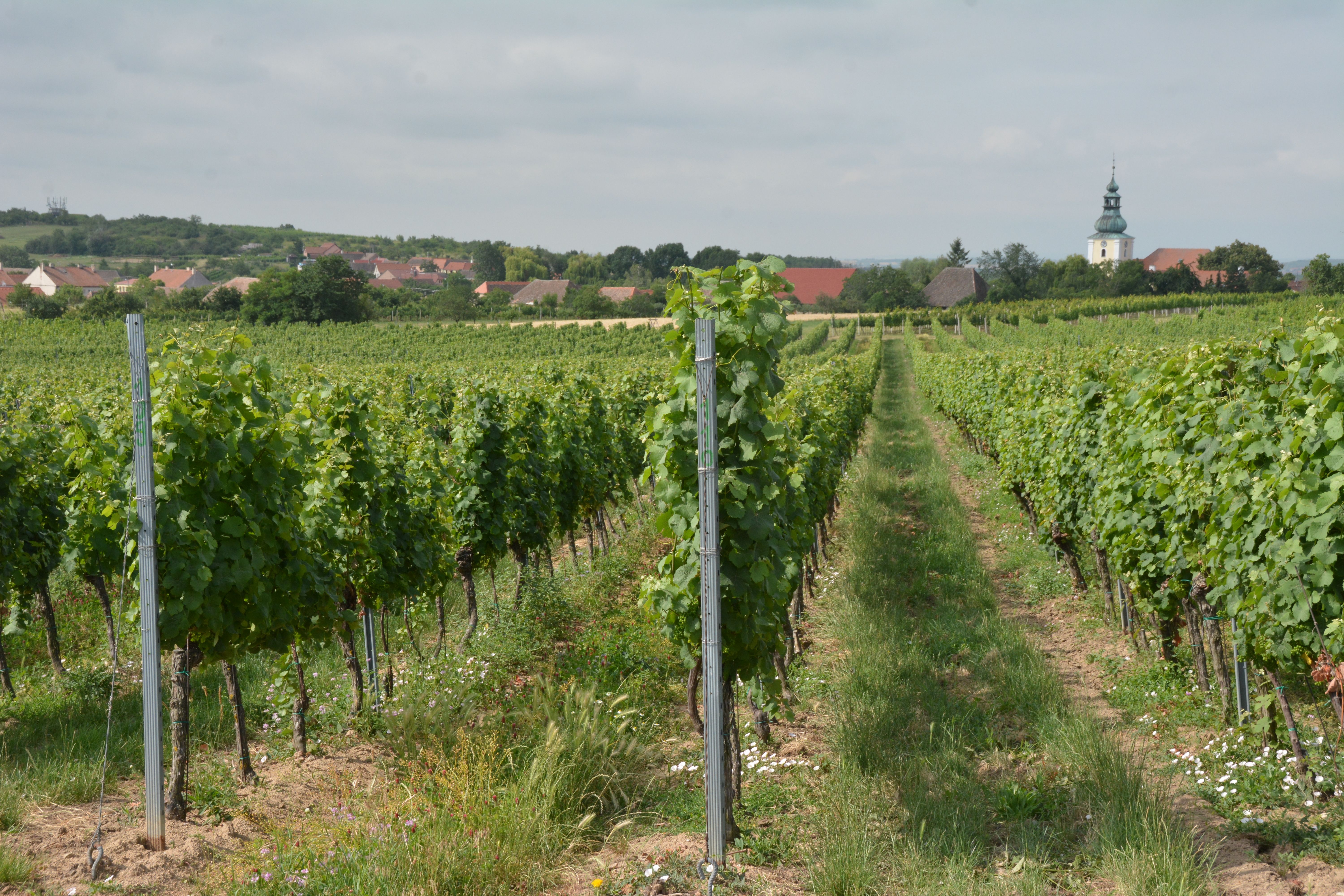 Foto_Vinicni_trat_Stare_vinice_Havraniky